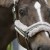 Eskadron Platinum Faux Fur Headcollar