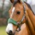 LeMieux Vogue Headcollar Hunter Green