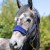 LeMieux Vogue Headcollar Ink Blue