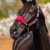 LeMieux Vogue Headcollar Mulberry