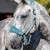 LeMieux Vogue Headcollar Sage