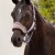 LeMieux Vogue Headcollar Jay Blue